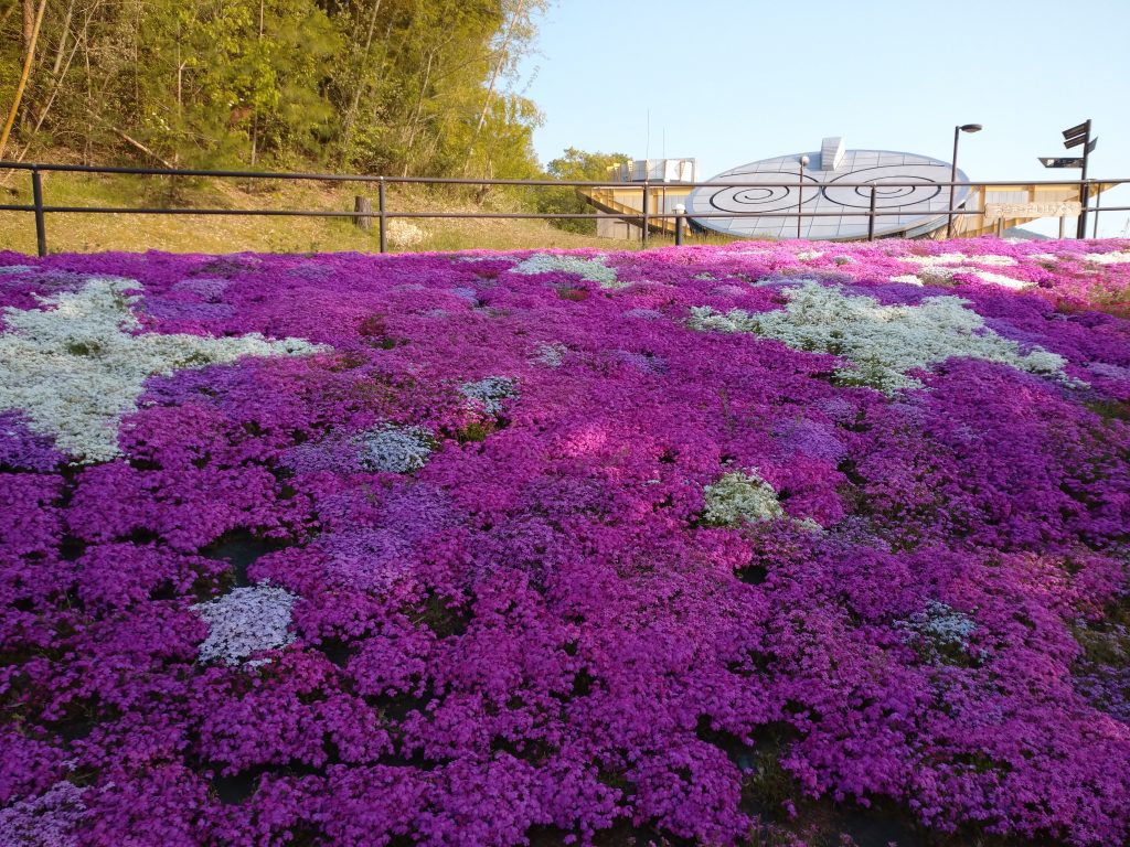 市の花シバザクラ