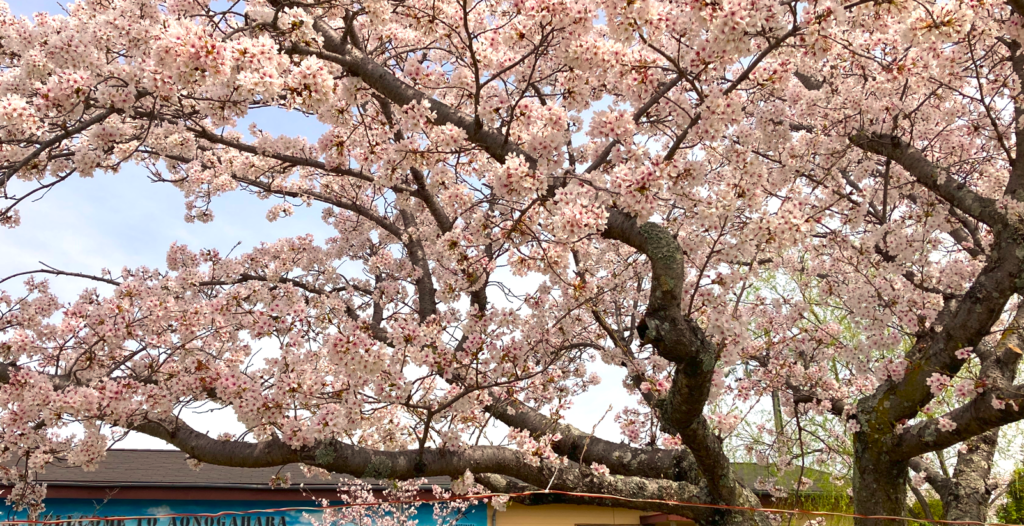 🌸桜🌸　満開🌸